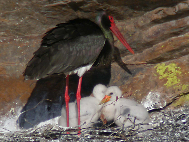 Cigüeña negra (Ciconia nigra) Javier Valls Cáceres