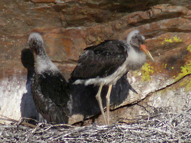 Cigüeña negra (Ciconia nigra) Javier Valls Cáceres