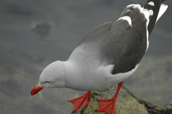 Gaviota gris (Larus scoresbii) Javier Valls Tierra del Fuego (Argentina)
