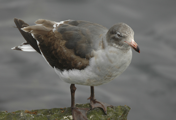 Gaviota gris -joven (Larus scoresbii) Javier Valls Tierra del Fuego (Argentina)
