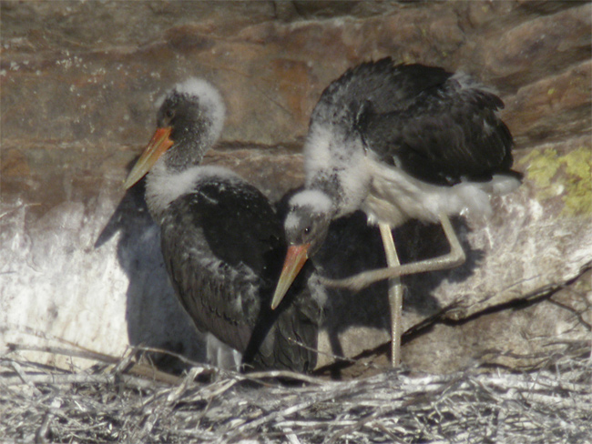 Cigüeña negra (Ciconia nigra) Javier Valls Cáceres