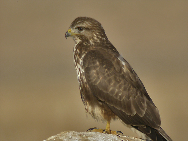 Busardo ratonero (Buteo buteo) Javier Valls Villafáfila