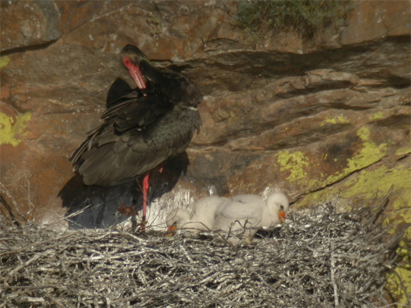 Cigüeña negra (Ciconia ciconia) Javier Valls Cáceres