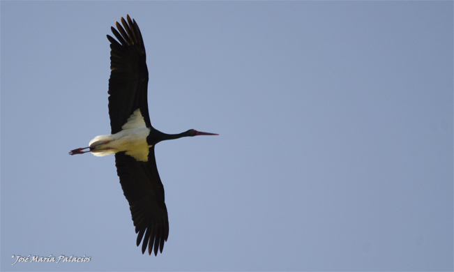 Cigüeña negra (Ciconia nigra) P.N. de Monfragüe - Cáceres - España José María Palacios