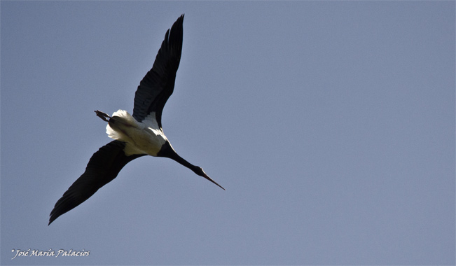 Cigüeña negra (Ciconia nigra) P. N, de Monfragüe - Cáceres - España José María Palacios
