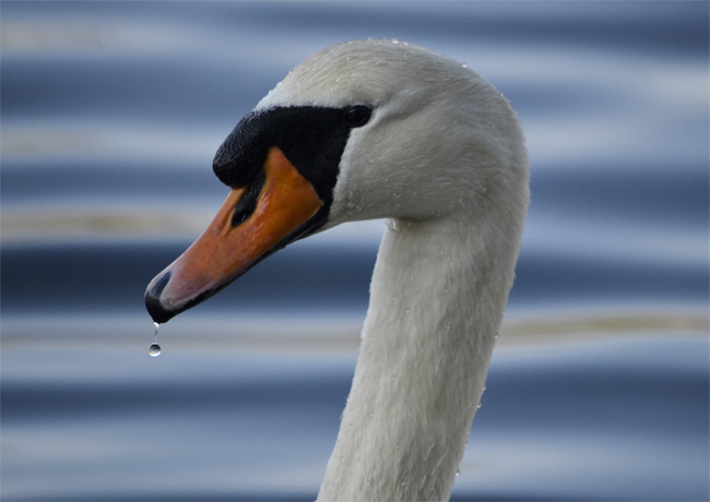 Cisne vulgar (Cignus olor) Javier Valls Marismas de Santoña, Cantabria, España enero 2011