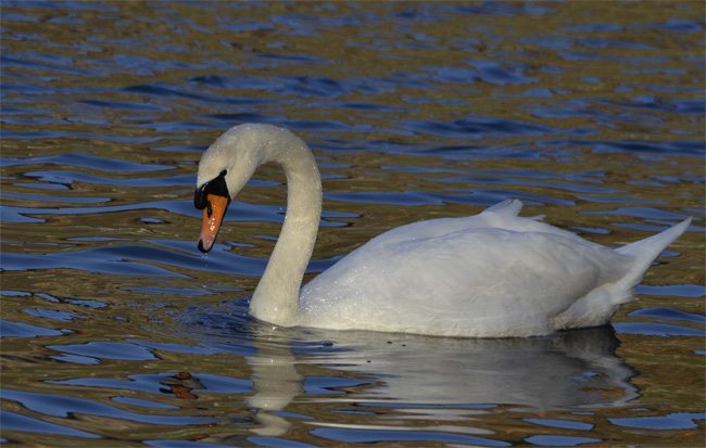 Cisne vulgar (Cignus olor) Javier Valls Marismas de Santoña, Cantabria, España enero 2011