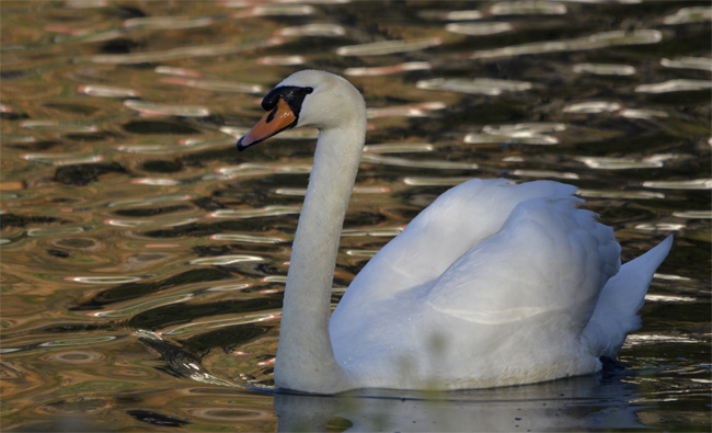 Cisne vulgar (Cignus olor) Javier Valls Marismas de Santoña, Cantabria, España enero 2011