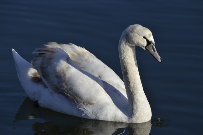 Cisne vulgar (Cignus olos) Javier Valls Marismas de Santoña, Cantabria, España enero 2011