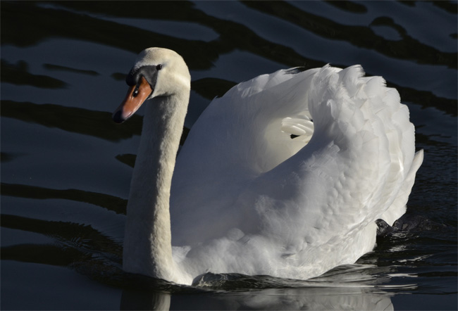 Cisne vulgar (Cignus olos) Javier Valls Marismas de Santoña, Cantabria, España enero 2011