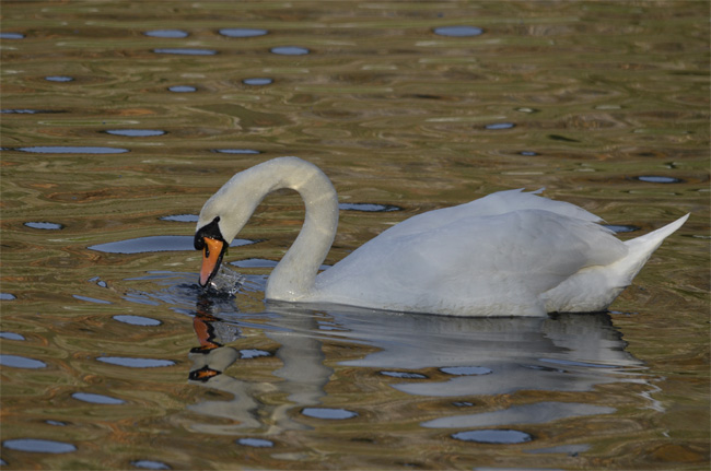 Cisne vulgar (Cignus olos) Javier Valls Marismas de Santoña, Cantabria, España enero 2011