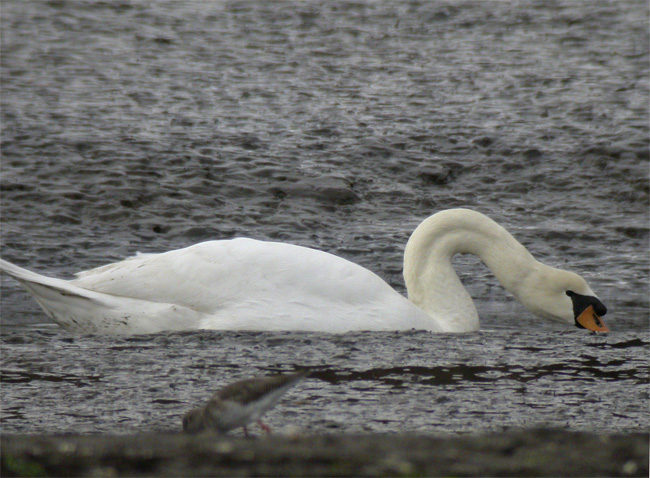 Cisne vulgar (Cygnus olor) Javier Valls Marismas de Santoña, Cantabria, España febrero 2010