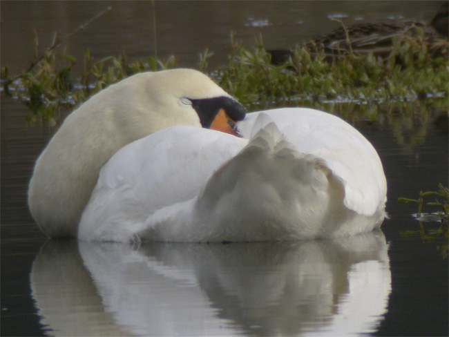 Cisne &acute;vulghar (Cygnus olor) Javier Valls Marismas de Santoña, Cantabria, España febrero 2010