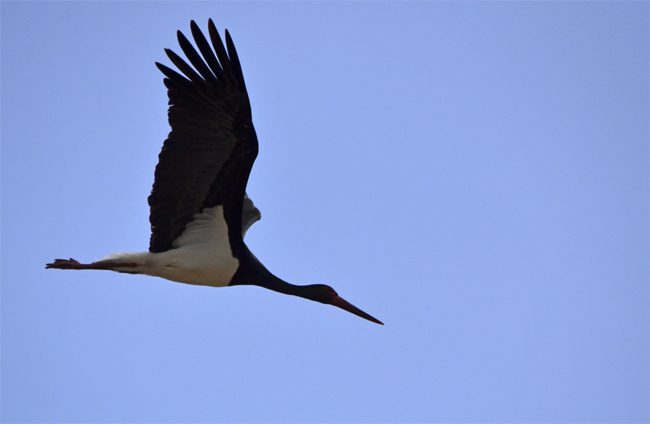 Cigüeña negra (Ciconia nigra) Javier Valls Puerto Peña, Badajoz, España febrero 2014