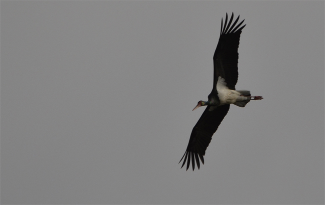 Cigüeña negra (Ciconia nigra) Javier Valls Puerto Peña, Badajoz, España febrero 2014