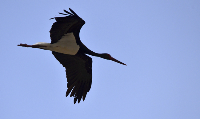 Cigüeña negra (Ciconia nigra) Javier Valls Puerto Peña, Badajoz, España febrero 2014