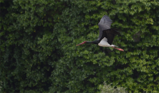 Cigüeña negra (Ciconia nigra) Javier Valls Puerto Peña, Badajoz, España febrero 2014