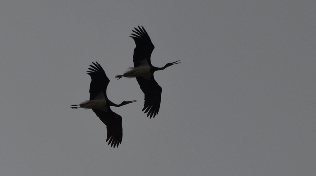 Cigüeña negra (Ciconia nigra) Javier Valls Puerto Peña, Badajoz, España febrero 2014