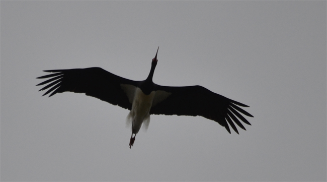 Cigüeña negra (Ciconia nigra) Javier Valls Puerto Peña, Badajoz, España febrero 2014