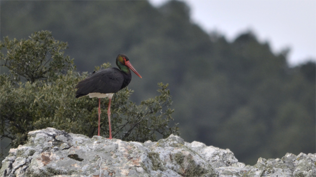 Cigüeña negra (Ciconia nigra) Javier Valls Puerto Peña, Badajoz, España Febrero 2014