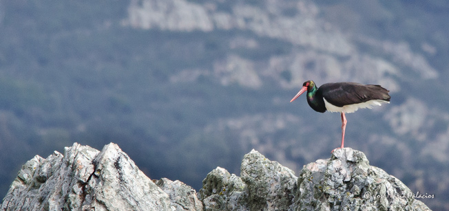 Cigüeña negra (Ciconia nigra) Embalse García de Sola Badajoz - España José Mª Palacios