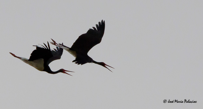 Cigüeña negra (Ciconia nigra) Embalse García de Sola Badajoz - España José Mª Palacios