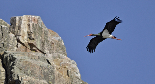 Cigüeña negra (Cicinia nigra) Javier Valls Parque Nacional de Monfrague, Cáceres, España abril 2014
