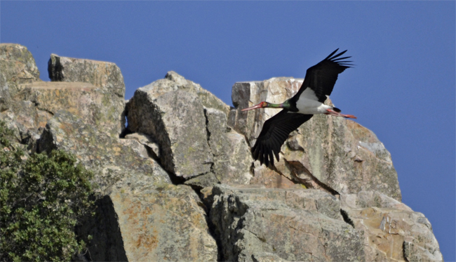 Cigüeña negra (Cicinia nigra) Javier Valls Parque Nacional de Monfrague, Cáceres, España abril 2014