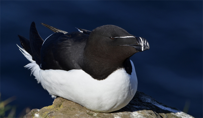 Alca común (Alca torda) Javier Valls Fiordos del Noroeste, Islandia jun, jul 2015