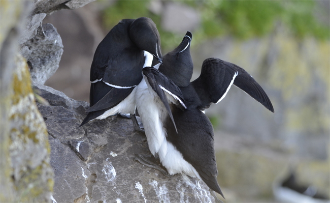 Alca común (Alca torda) Javier Valls Fiordos del Noroeste, Islandia jun-jul 2015