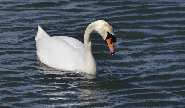 Cisne vulgar (Cygnus olor) Javier Valls Marismas de Santoña, Cantabria, España febrero 2016