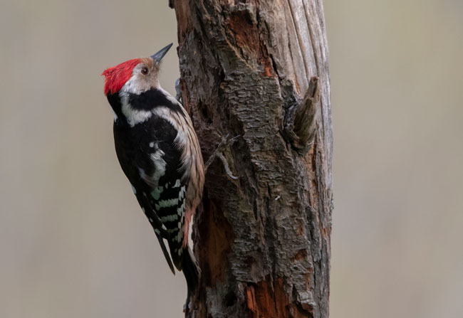 Pico mediano (Leiopicus medius) Javier Valls Cordillera Cantábrica, León, España abril 2019
