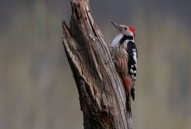 Pico mediano (Leiopicus medius) Javier Valls Cordillera Cantábrica, León, España abril 2019