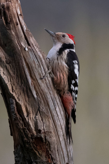 Pico mediano (Leiopicus medius) Javier Valls Cordillera Cantábrica, León, España abril 2019