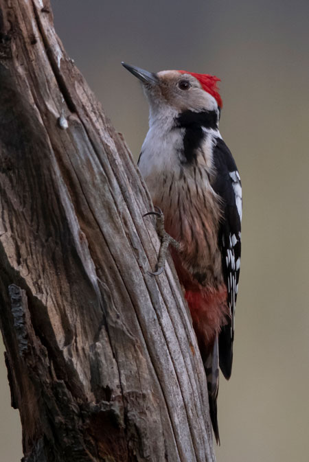 Pico mediano (Leiopicus medius) Javier Valls Cordillera Cantábrica, León, España abril 2019