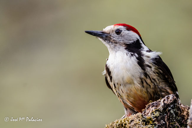 Pico mediano (Leiopicus medius) Jose María Palacios Cordillera Cantábrica, León, España may 2018