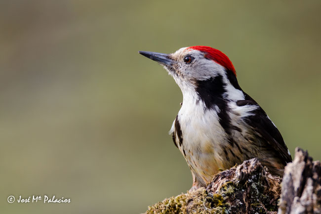 Pico mediano (Leiopicus medius) Jose María Palacios Cordillera Cantábrica, León, España may 2018