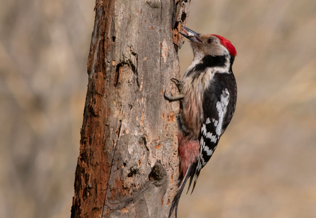 Pico mediano (Leiopicus medius) Javier Valls Cordillera Cantábrica, León, España abril 2019