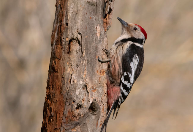 Pico mediano (Leiopicus medius) Javier Valls Cordillera Cantábrica, León, España abril 2019