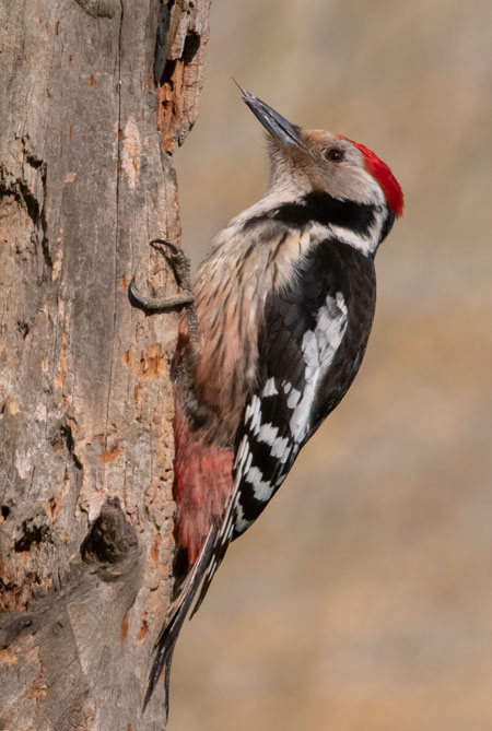 Pico mediano (Leiopicus medius) Javier Valls Cordillera Cantábrica, León, España abril 2019