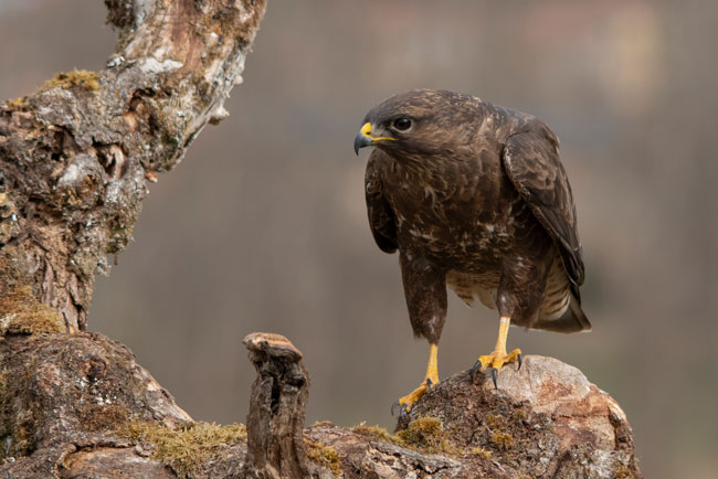 Busardo ratonero (Buteo buteo) Javier Valls Cordillera Cantábrica, León, España marzo 2019