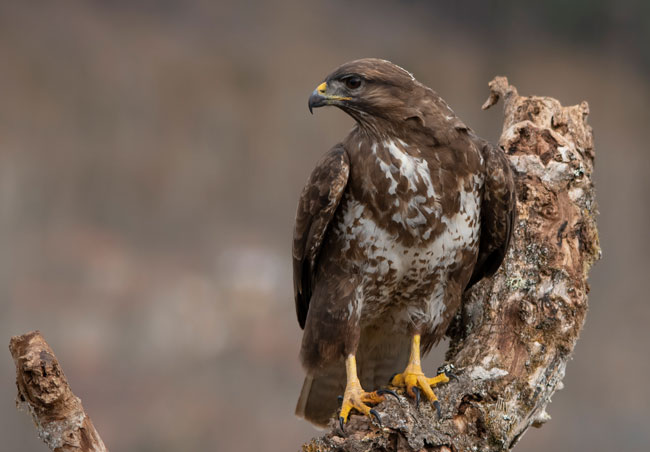 Busardo ratonero (Buteo buteo) Javier Valls Cordillera Cantábrica, León, España marzo 2019