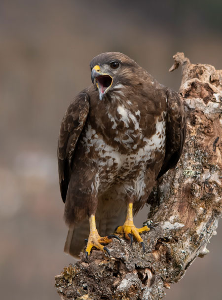 Busardo ratonero (Buteo buteo) Javier Valls Cordillera Cantábrica, León, España marzo 2019