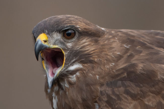 Busardo ratonero (Buteo buteo) Javier Valls Cordillera Cantábrica, León, España marzo 2019