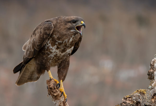 Busardo ratonero (Buteo buteo) Javier Valls Cordillera Cantábrica, León, España marzo 2019