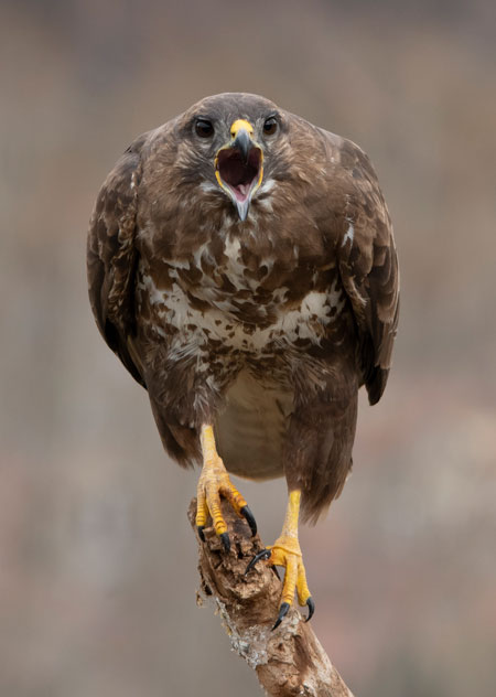 Busardo ratonero (Buteo buteo) Javier Valls Cordillera Cantábrica, León, España marzo 2019