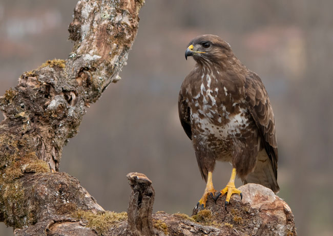 Busardo ratonero (Buteo buteo) Javier Valls Cordillera Cantábrica, León, España marzo 2019