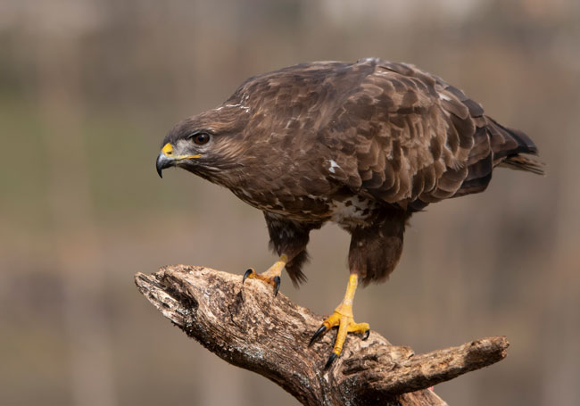 Busardo ratonero (Buteo buteo) Javier Valls Cordillera Cantábrica, León, España marzo 2019