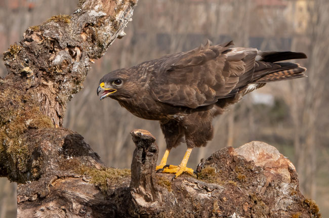 Busardo ratonero (Buteo buteo) Javier Valls Cordillera Cantábrica, León, España marzo 2019
