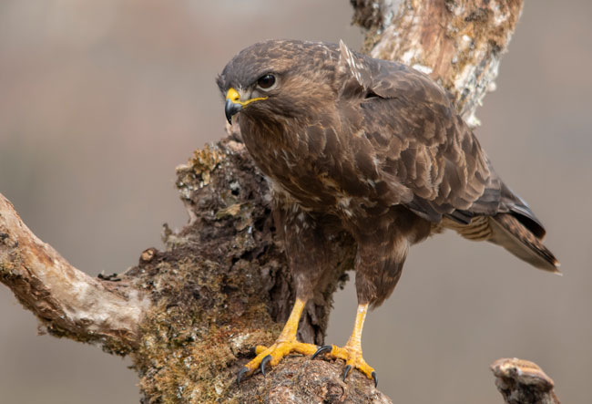 Busardo ratonero (Buteo buteo) Javier Valls Cordillera Cantábrica, León, España marzo 2019